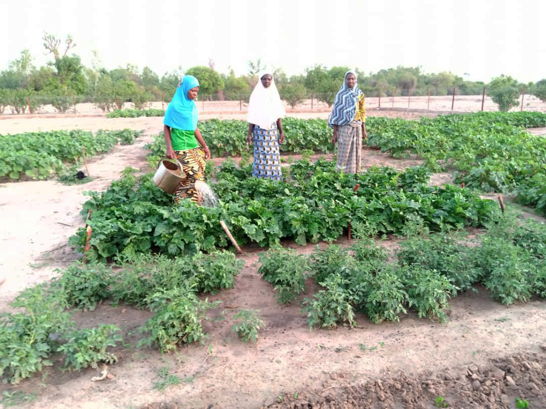 Women farmers in Mali show off their bountiful field due to the climate-smart agriculture project
