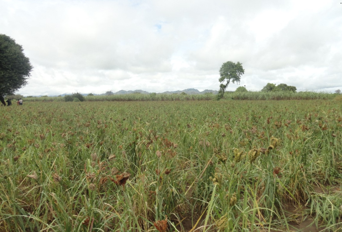 A field of finger millet growing against a cloudy sky